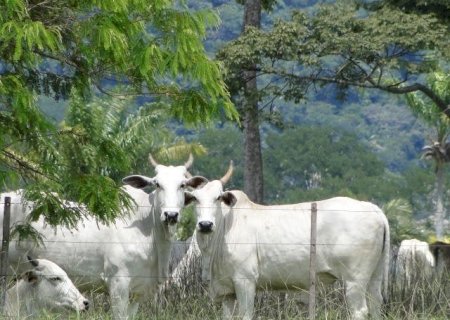 Boi gordo caiu até 6,25% na semana; tendência para maio é de mais baixas