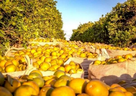 Estado libera até R$ 20 milhões por produtor para cultivo de laranja e limão em MS