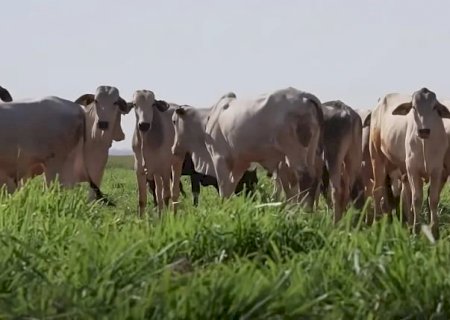 Veja como os preços regionais do boi se comportaram no mês de abril