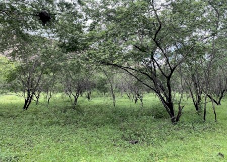 Dos rituais ao laboratório: conheça planta em teste contra a depressão no Brasil