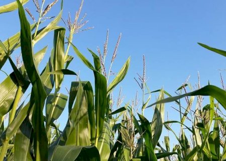 Bioativadores e nutrição foliar: as novas fronteiras para aumento de produtividade do milho