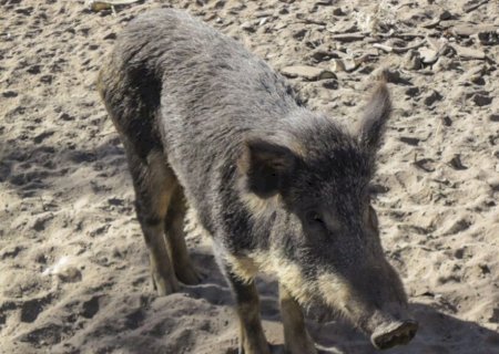 Invasão de porcos selvagens coloca lavouras de milho em risco no Centro-Oeste