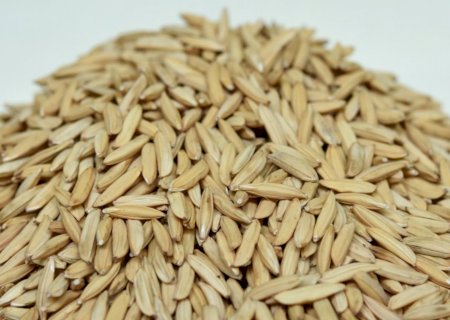 Arroz: Brasil amplia exportação em 82% e reduz importações em maio