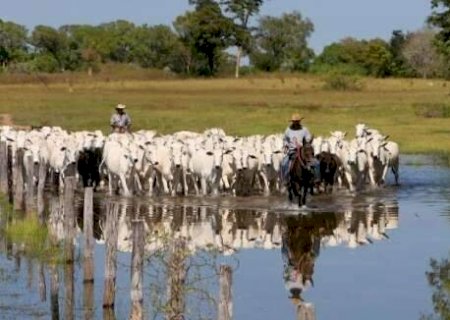 Produtores poderão receber até R$ 100 mil pela preservação do Pantanal