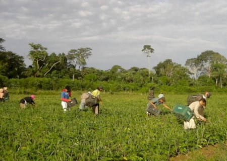 CMN reduz para R$ 200 mil limite de enquadramento no Proagro