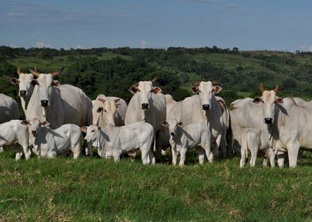 Exportações sustentam preços do boi gordo em mercado de valorização contida