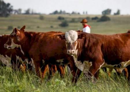 Carne a pasto ou confinada: qual é mais saborosa e saudável?