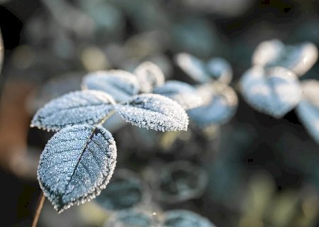 Geada negra ameaça lavouras no Sul em meio a frio intenso
