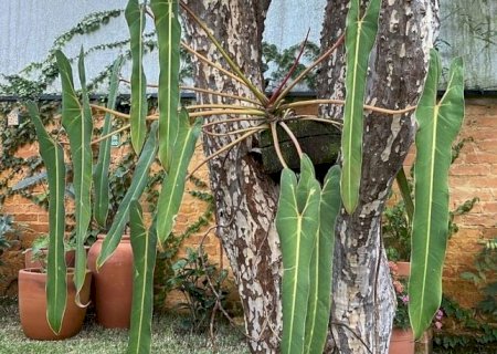 Planta raríssima com nome sagrado começará a ser vendida no Brasil