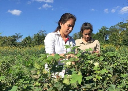 Pronaf 2025/2026 promete volume recorde, mas custo por hectare pode ultrapassar cobertura