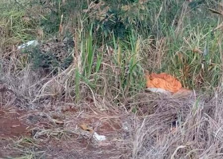 Desaparecido é encontrado morto em matagal e suspeito de crime preso