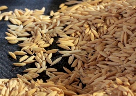 Arroz segue em queda, mas maior demanda limita a retração