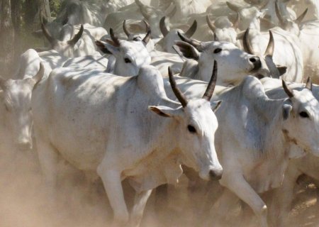 Arroba do boi gordo: confira as cotações nesta véspera de feriado
