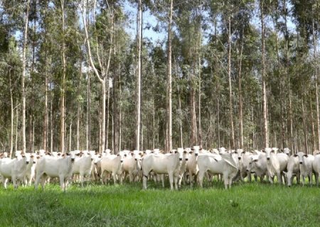 Campanha de vacinação contra brucelose reforça cuidados com saúde animal e humana em MS