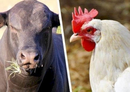 Exportação de carne bovina avança 33,5% e a de aves recua 12% em junho