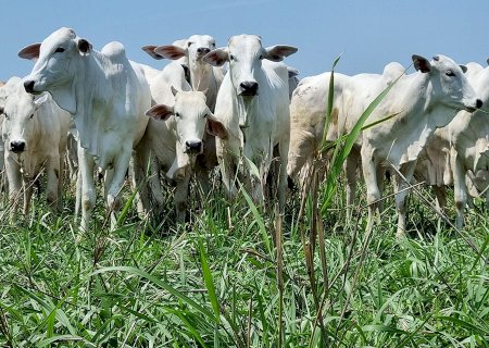 Cotações do boi gordo: veja como os preços encerraram a semana
