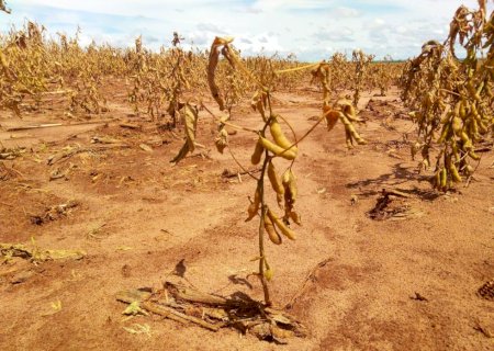 Apenas 14% da área rural cultivada no país tem seguro