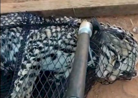 Jaguatirica é resgatada em quintal de residência em MS