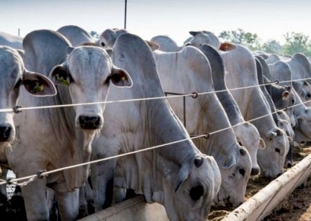Quais os potenciais mercados para a carne do Brasil livre de febre aftosa?