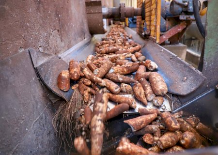 Preços da mandioca caem pela oitava semana consecutiva