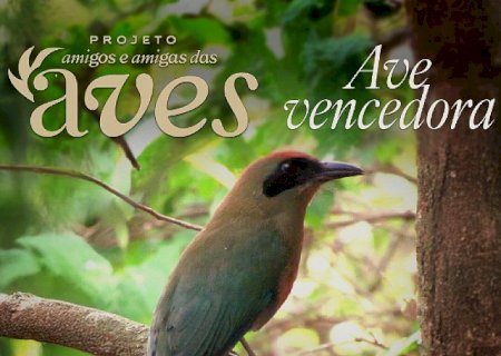 Juruva é escolhida como ave símbolo da Mata Atlântica em Mato Grosso do Sul