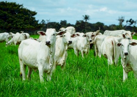 Produtores têm 20 dias para entregar Declaração Anual de Rebanho