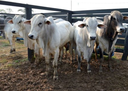 Arroba do boi gordo: cotações mais baixas sinalizam avanços na escala de abate