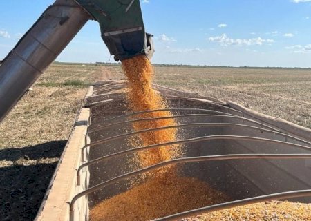 Milho: Chicago opera no vermelho com clima favorável nos EUA e à espera do USDA