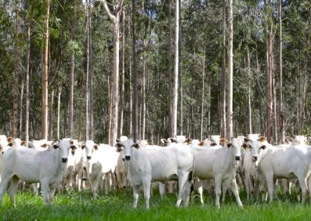 Com área livre de aftosa, trânsito de bovinos de MS para todo o território nacional está liberado