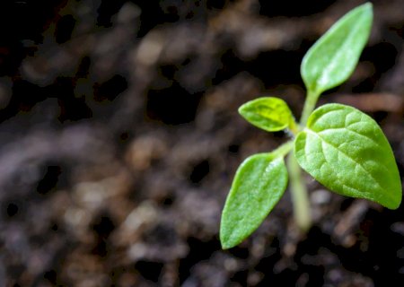 Nufarm retoma operações no país e anuncia lançamento de 15 produtos agrícolas