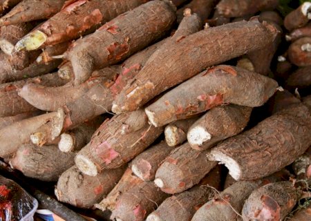 Mandioca segue recuando pela terceira semana consecutiva