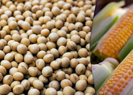 Estimativa de produção de milho e soja da safra 24/25 deverá aumentar
