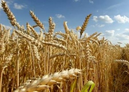 Trigo: importações batem o recorde dos últimos 24 anos