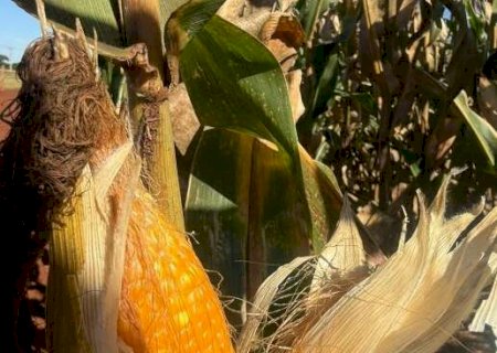 Colheita da segunda safra de milho começa em MS com 79% das lavouras em boas condições