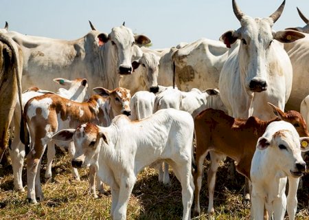 Recordes nos embarques de carne e nos abates de fêmeas ditarão os preços do boi gordo