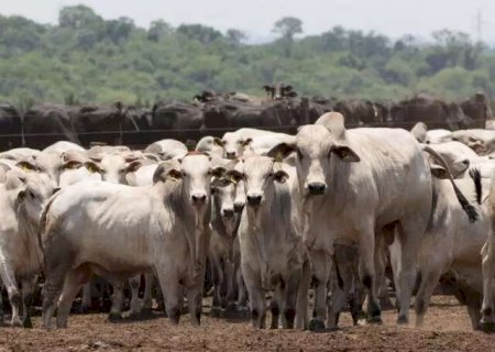 Produtores rurais de MS têm até segunda para declarar rebanhos