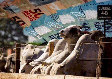 Fertilizantes em alta e Selic no teto pressionam margens dos grãos; proteína animal deve se beneficiar