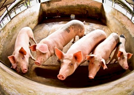 Suínos: mesmo com baixa nas cotações, média mensal avança