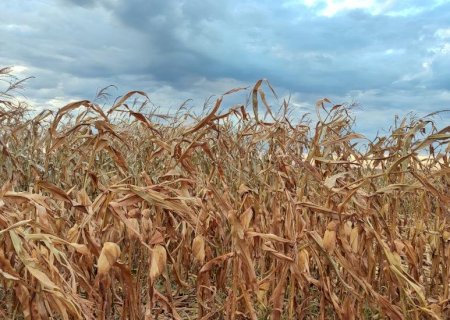 Colheita do milho foi impactada pela chuva em Mato Grosso do Sul