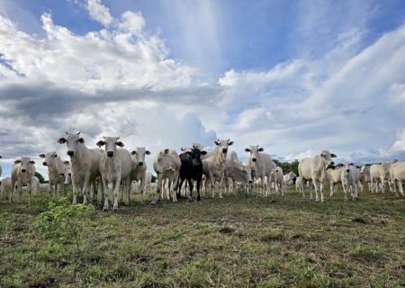 Pantanal sul-mato-grossense terá plano de fortalecimento para todas as cadeias pecuárias