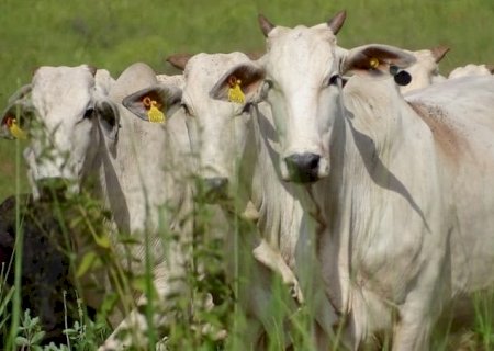 Chile abre mercado para carnes do Paraná após reconhecimento sanitário