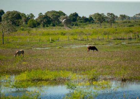 Governo publica edital do PSA Pantanal e produtores podem se inscrever a partir do dia 18 de julho