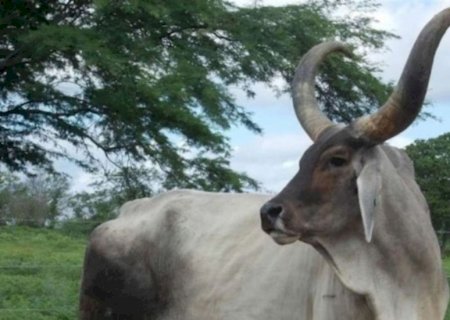 Guzerá na carne premium: raças além do angus surpreendem nos cruzamentos