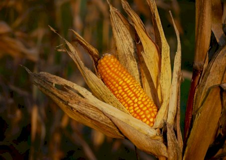 Safrinha histórica: milho bate recorde e impõe novo desafio ao agro brasileiro