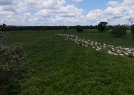 Pasto ideal no Pantanal: as forrageiras que vencem cheias e secas