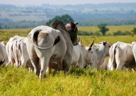Arroba do boi recuou quase 5% na semana e tombo deve ser maior no curto prazo