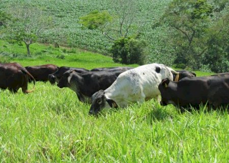 Doença da vaca louca: riscos e prevenção para seu rebanho