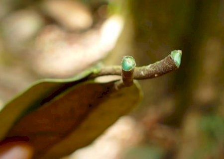Planta que 'come' metal pode ser solução para solos contaminados