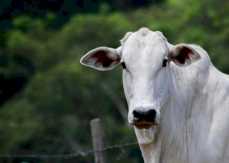 Frio aumenta riscos de doenças respiratórias em bovinos e exige atenção de pecuaristas