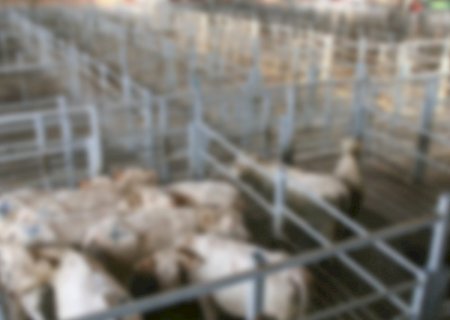 MPMS apura maus-tratos a quase 200 bovinos em propriedade rural em MS